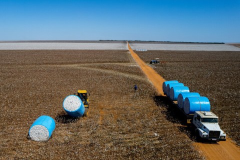 Após cinco anos de expansão, produtores de algodão recuam pela primeira vez