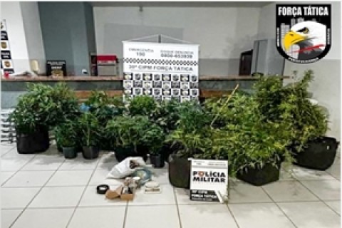 Equipe RAIO de Primavera do Leste prende suspeito que cultivava vários pés de maconha em estufa